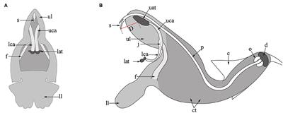 Occurrence and Prevention of Delayed Autonomous Selfing in Salvia umbratica (Lamiaceae)